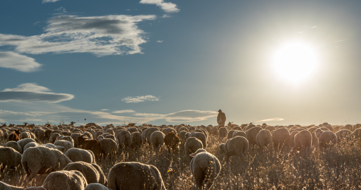 Shepherd and flock of sheep