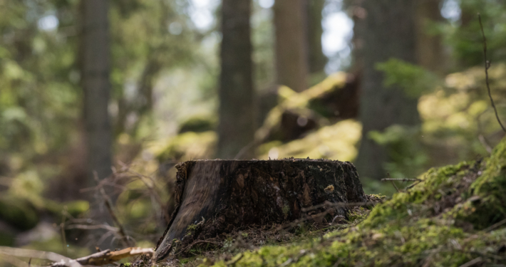 Tree stump in a green forest